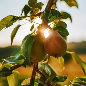 Sadaqa Jariya – Arbre fruitier