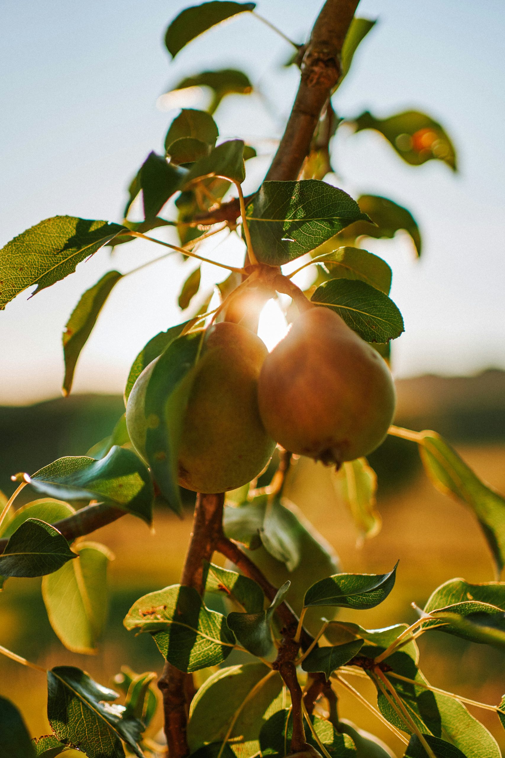 Sadaqa Jariya – Arbre fruitier